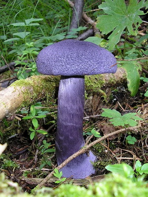 Gomba Cortinarius és fotó Cortinarius piros és más