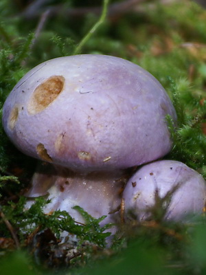 Gomba Cortinarius és fotó Cortinarius piros és más