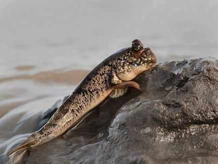 Mudskipper furcsa halak