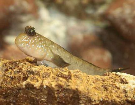 Mudskipper - kétéltű hal fotó (mudskipper tartalma halak és kétéltűek Wikipedia) Mudskipper - kétéltű hal fotók
