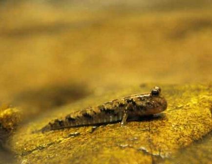 Mudskipper - kétéltű hal fotó (mudskipper tartalma halak és kétéltűek Wikipedia) Mudskipper - kétéltű hal fotók