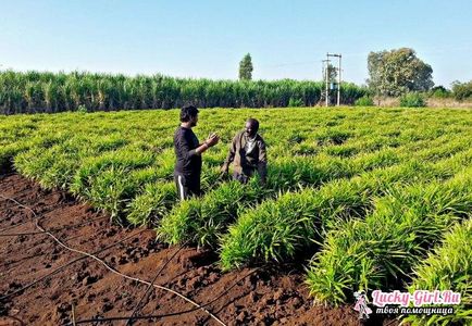 Імбир вирощування в домашніх умовах і в відкритому грунті