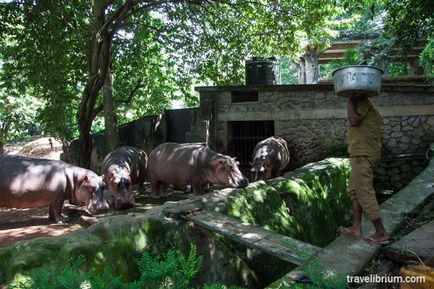 Індійський місто Трівандрум - пам'ятки зоопарк, картини Реріха і пилові опудала