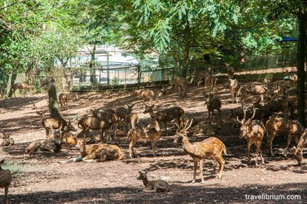 Orașul indian Trivandrum - priveliști ale grădinii zoologice, poze cu Roerichs și animale împăiate cu praf