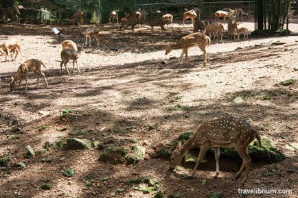 Orașul indian Trivandrum - priveliști ale grădinii zoologice, poze cu Roerichs și animale împăiate cu praf