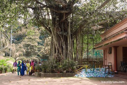 Індійський місто Трівандрум - пам'ятки зоопарк, картини Реріха і пилові опудала