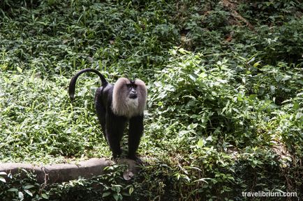 Orașul indian Trivandrum - priveliști ale grădinii zoologice, poze cu Roerichs și animale împăiate cu praf