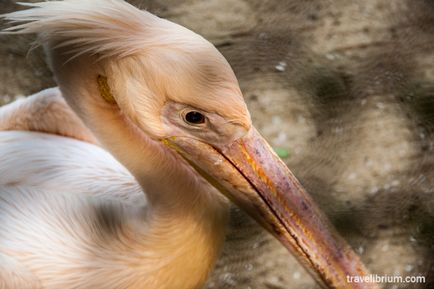 Orașul indian Trivandrum - priveliști ale grădinii zoologice, poze cu Roerichs și animale împăiate cu praf