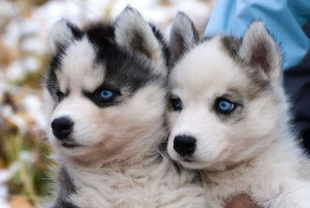 Informații interesante despre husky (husky) Informații interesante despre Husky
