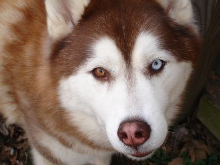 Informații interesante despre Husky, fapte superioare