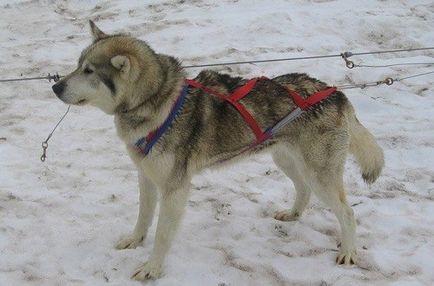 Informații interesante despre Husky, fapte superioare