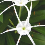 Цікавтеся сьогодні рослина неземної краси гіменокаліс