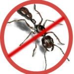 Cum să scapi rapid și eficient de furnici în grădină și în grădină