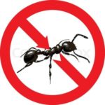 Як швидко і ефективно позбутися від мурашок в саду і городі