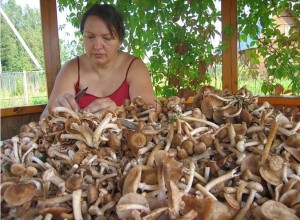 Як чистити гриби маслюки правильно - практичні поради