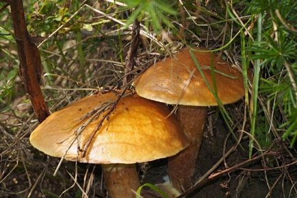 Як чистити гриби маслюки правильно - практичні поради