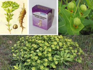 Mi gyógyhatása Euphorbia Pallas vagy Fisher