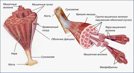 Як уникнути розтягування м'язів - зожнік