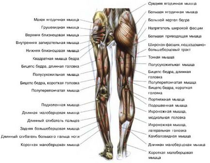 Як уникнути розтягування м'язів - зожнік