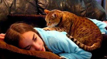 Cum pisicile și pisicile tratează bolile oamenilor
