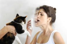 Cum pisicile și pisicile tratează bolile oamenilor