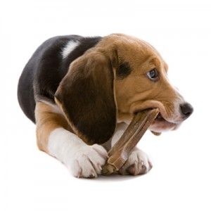 Як навчити собаку жувати, а не заковтувати шматки цілком, грумерхаус