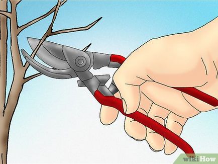 Cum se taie sulangul magnolie