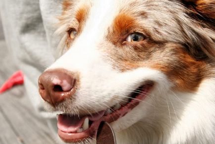 Як визначити закладений ніс у собаки чи ні як визначити закладений ніс у собаки чи ні