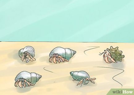 Cum să facem față în mod corespunzător cu crabi de pustnici