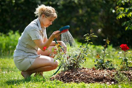 Cum să planteze trandafiri în secrete de toamna de înflorire de succes