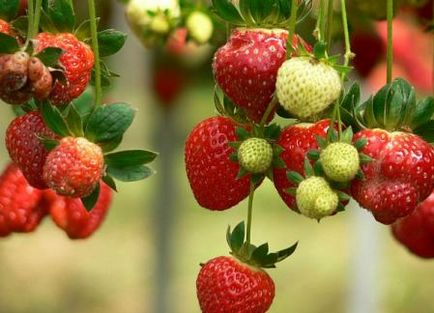 Cum să crească un pepene verde sau pepene galben într-o seră - tehnologia de a crește o plantare, care alăptează, soiuri _