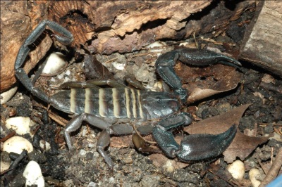 Scorpionul de piatră (hadogenes paucidens) acasă