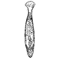 Cryophyllosis, pești de acvariu, languste, creveți, broaște, păroase