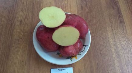 Картопля Родріго опис сорту, фото, характеристика