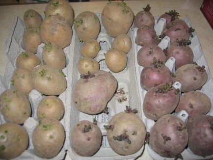 Cartofi de rodrigo - o descriere a soiului cu fotografii și recenzii