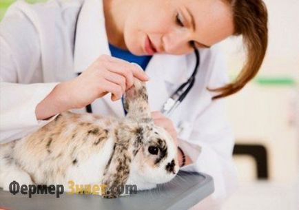 Кокцидіоз у кроликів лікування і профілактика хвороби