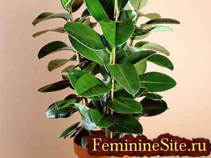 Ficus de interior - varietăți și îngrijire