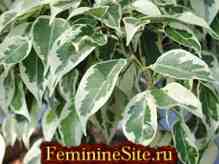 Ficus de interior - varietăți și îngrijire