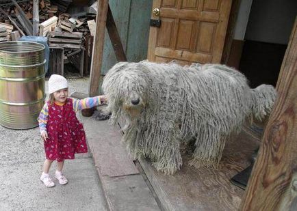 Komondor, a magyar őr Shepherd