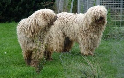 Komondor, a magyar őr Shepherd