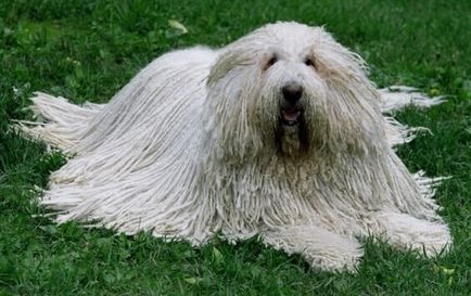 Komondor, a magyar őr Shepherd