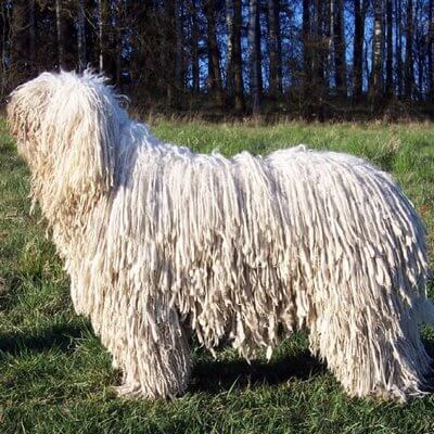 Komondor, a magyar őr Shepherd