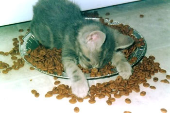 Hrănirea pisicilor cu furaje industriale