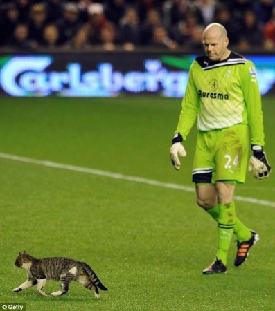 Кот зі стадіону Енфілд знайшов собі господаря