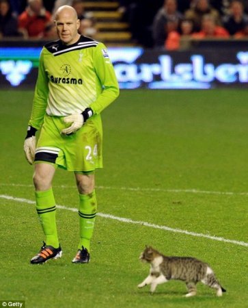 Кот зі стадіону Енфілд знайшов собі господаря