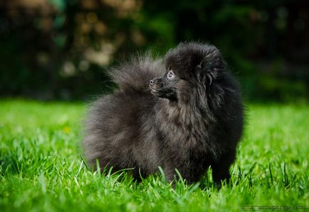 Cremă pui alb, negru și colorate sable