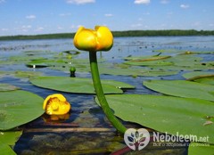 Кубишка жовта - корисні властивості, склад, застосування