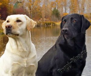 Labrador Retriever de îngrijire a alimentelor și câinilor