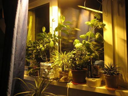 Лампи для вирощування рослин в домашніх умовах огляд