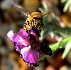 Parkinson-kór - segít a méhek